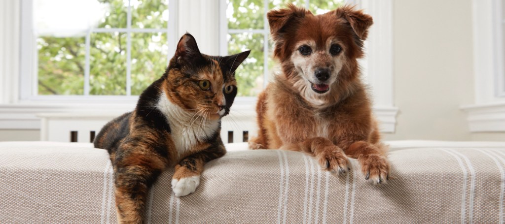 Cat and dog on the couch